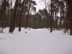 Crosslauf Bergedorf 021